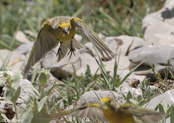  בזבוז לבנון Syrian Serin Serinus syriacus                          הר החרמון,מאי 2008.צלם:ליאור כסלו.                                